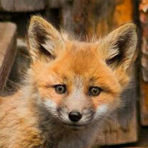 Meet your Posher, Elaine